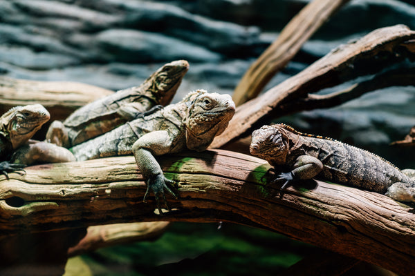Cold Blooded Buddies
