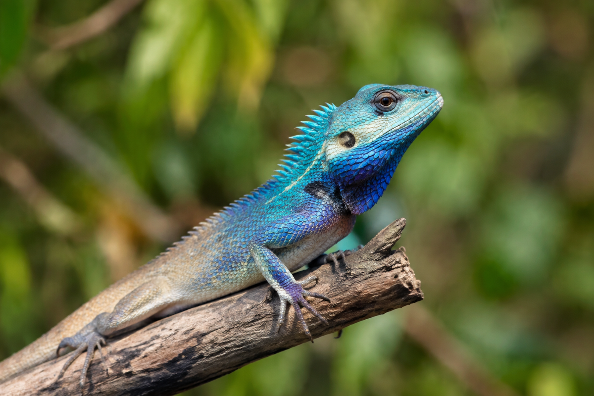 Reptile